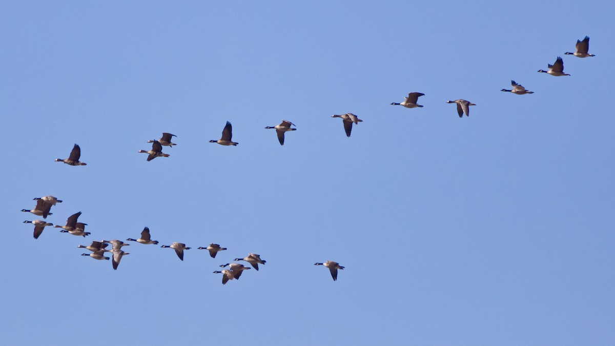 Greater White-fronted Goose (Western) - ML617700577