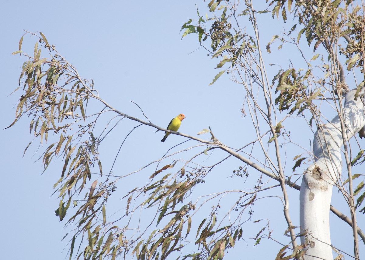 Western Tanager - ML617700613