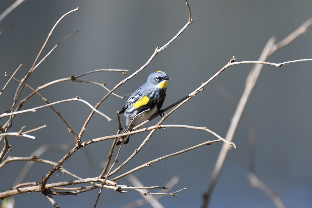 Yellow-rumped Warbler (Audubon's) - Brad Hunter