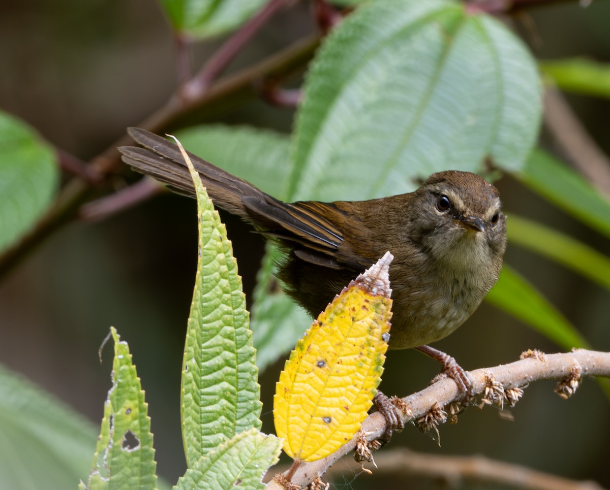 Aberrant Bush Warbler (Sunda) - Soo sing Loke