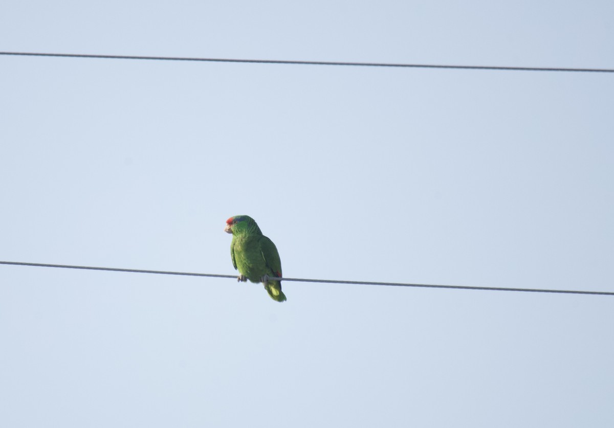 Red-crowned Parrot - ML617700760