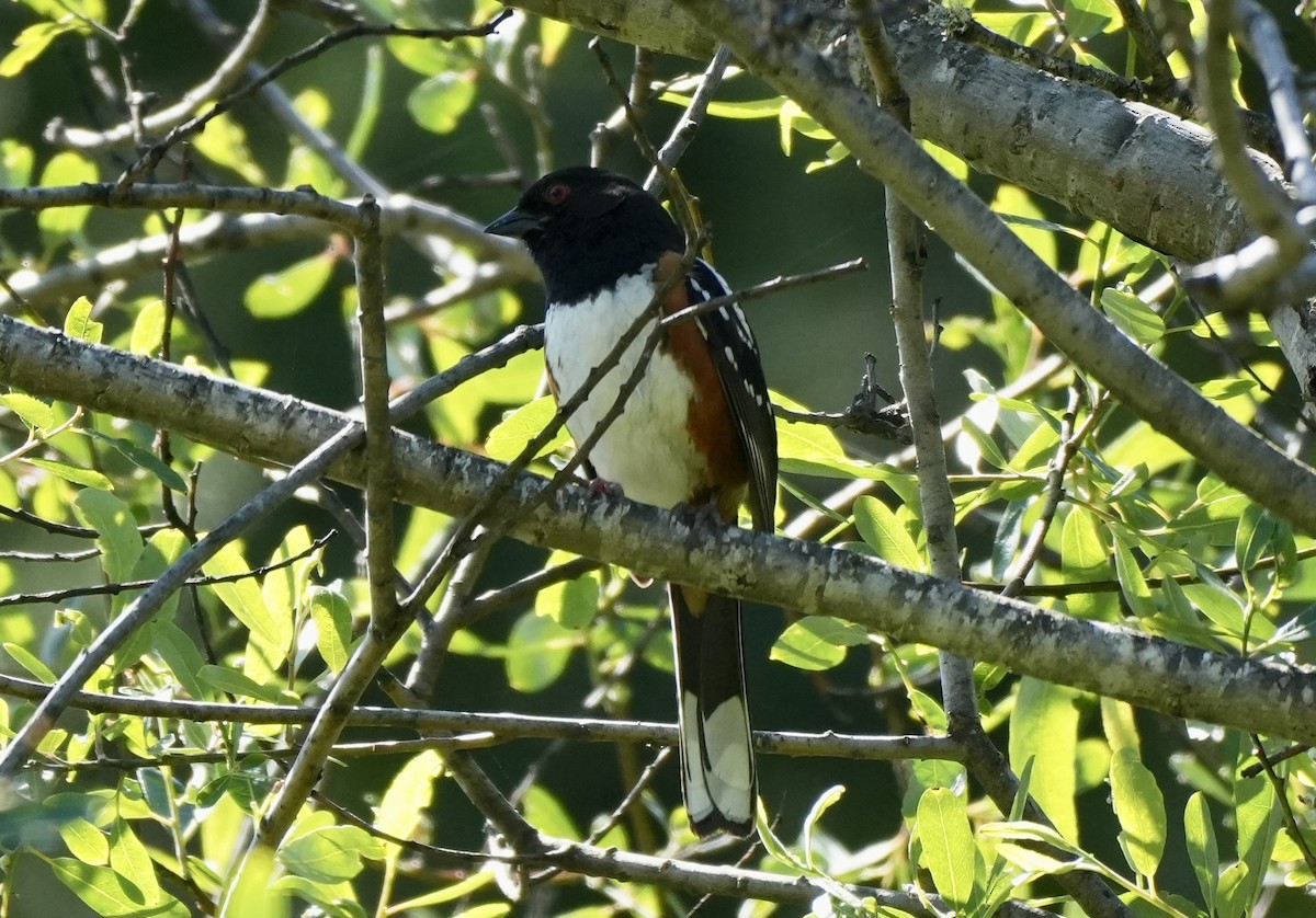 Spotted Towhee - ML617700784