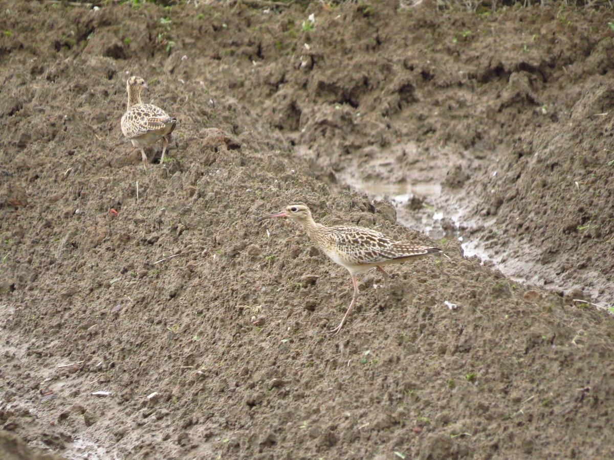Little Curlew - ML617700785