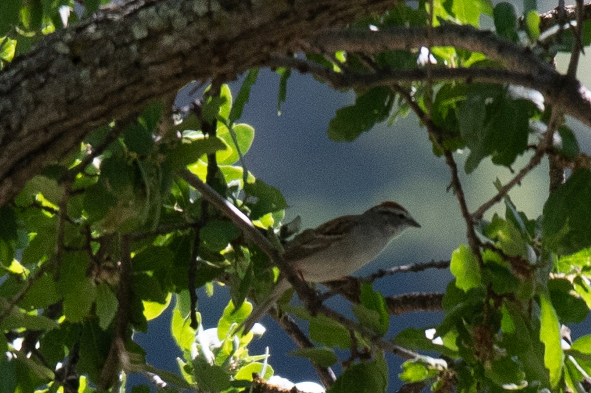 Chipping Sparrow - ML617700793