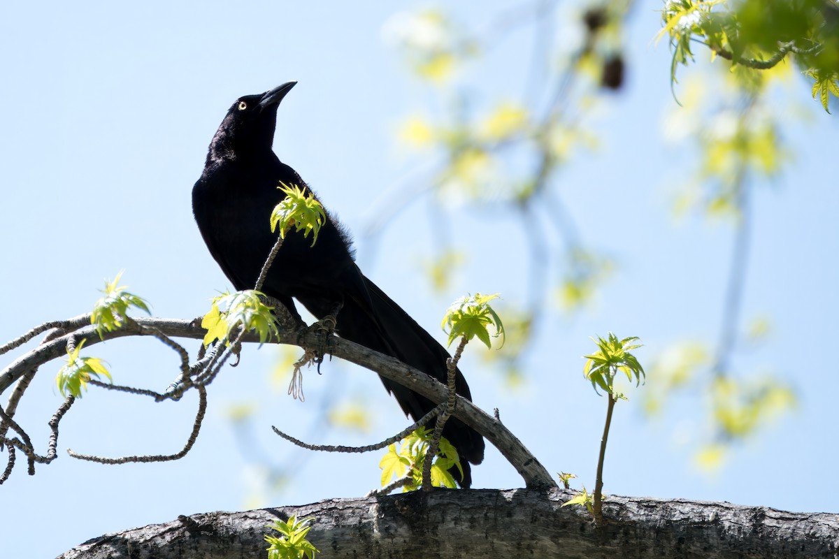Great-tailed Grackle - ML617701031