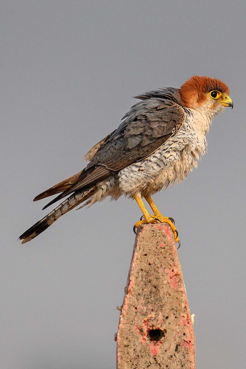 Red-necked Falcon - ML617701075