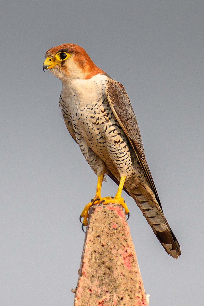Red-necked Falcon - ML617701076