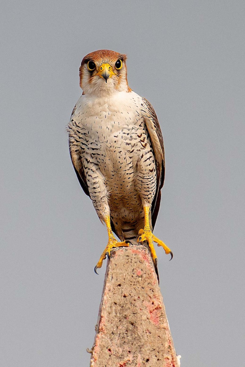 Red-necked Falcon - Jay Varadarajan
