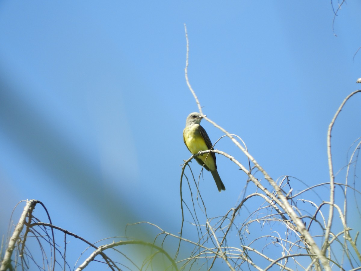 Tropical Kingbird - Pablo Mealla