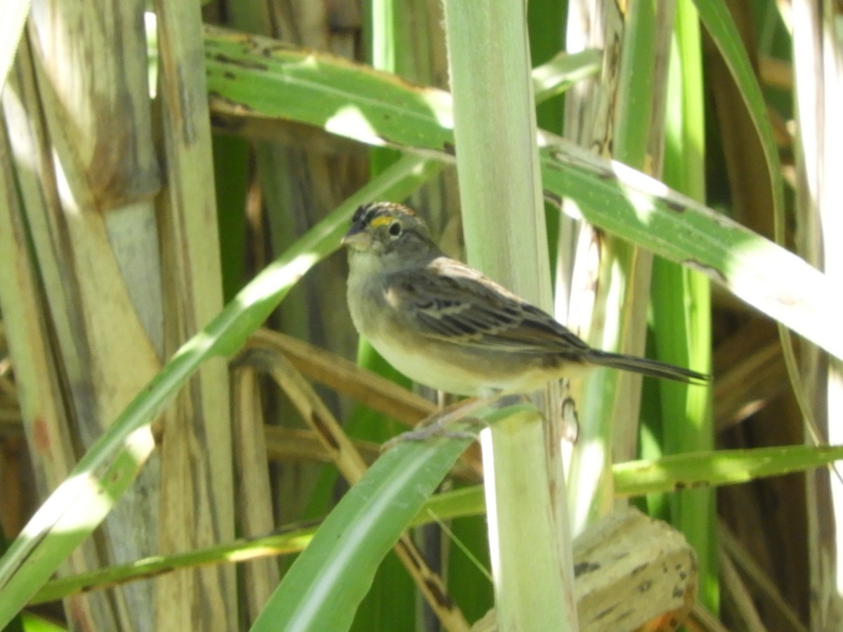 Grassland Sparrow - ML617701132