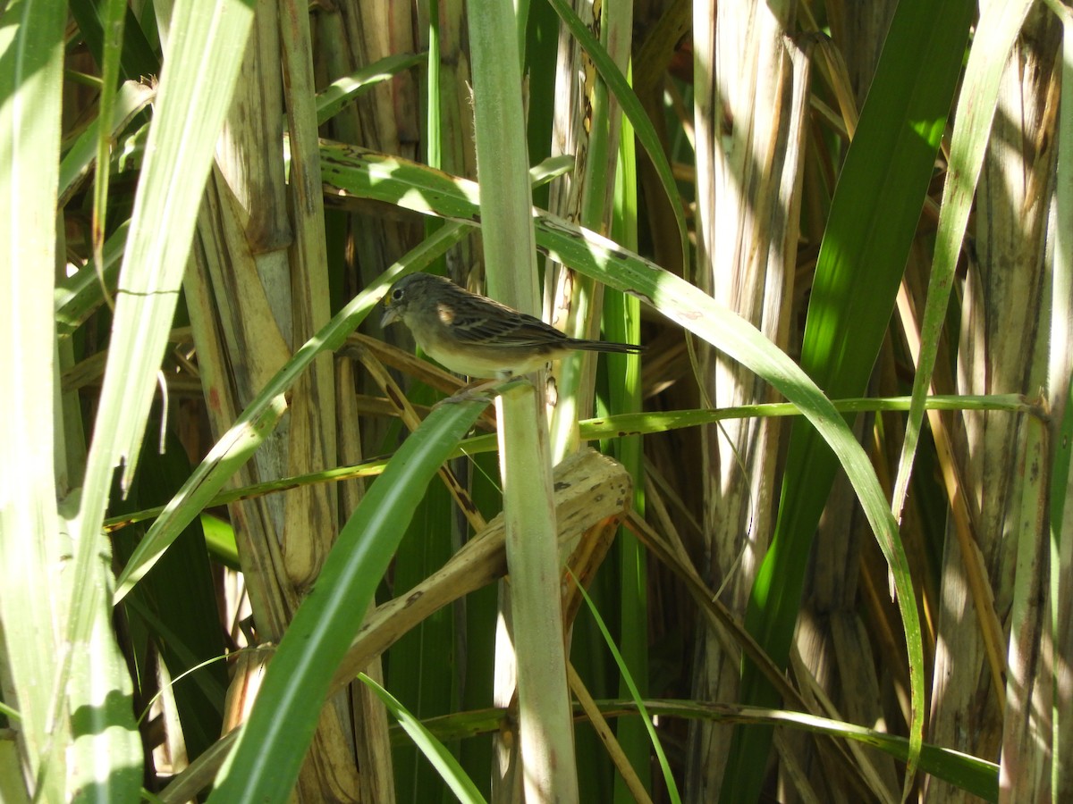 Grassland Sparrow - ML617701133