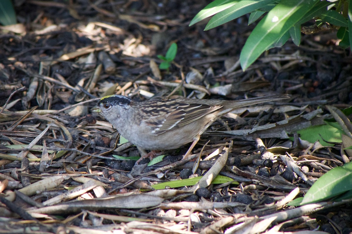 Golden-crowned Sparrow - Richard Bradus
