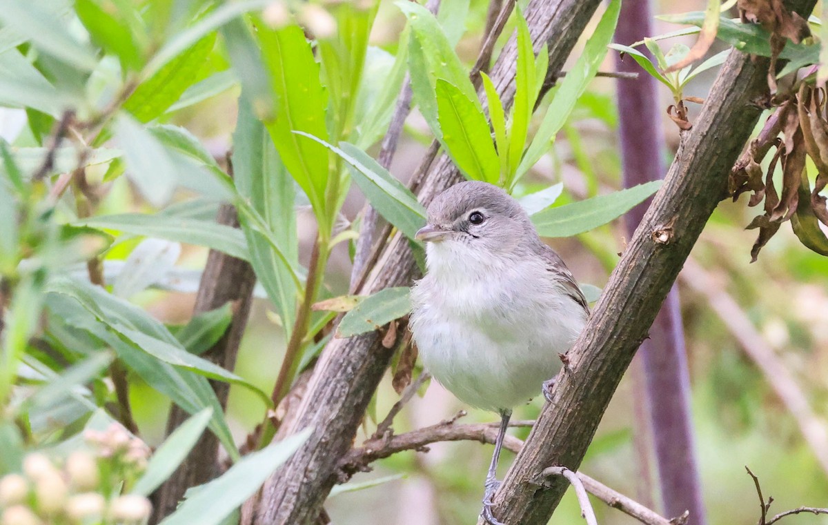 Bell's Vireo (Least) - Tracy Drake