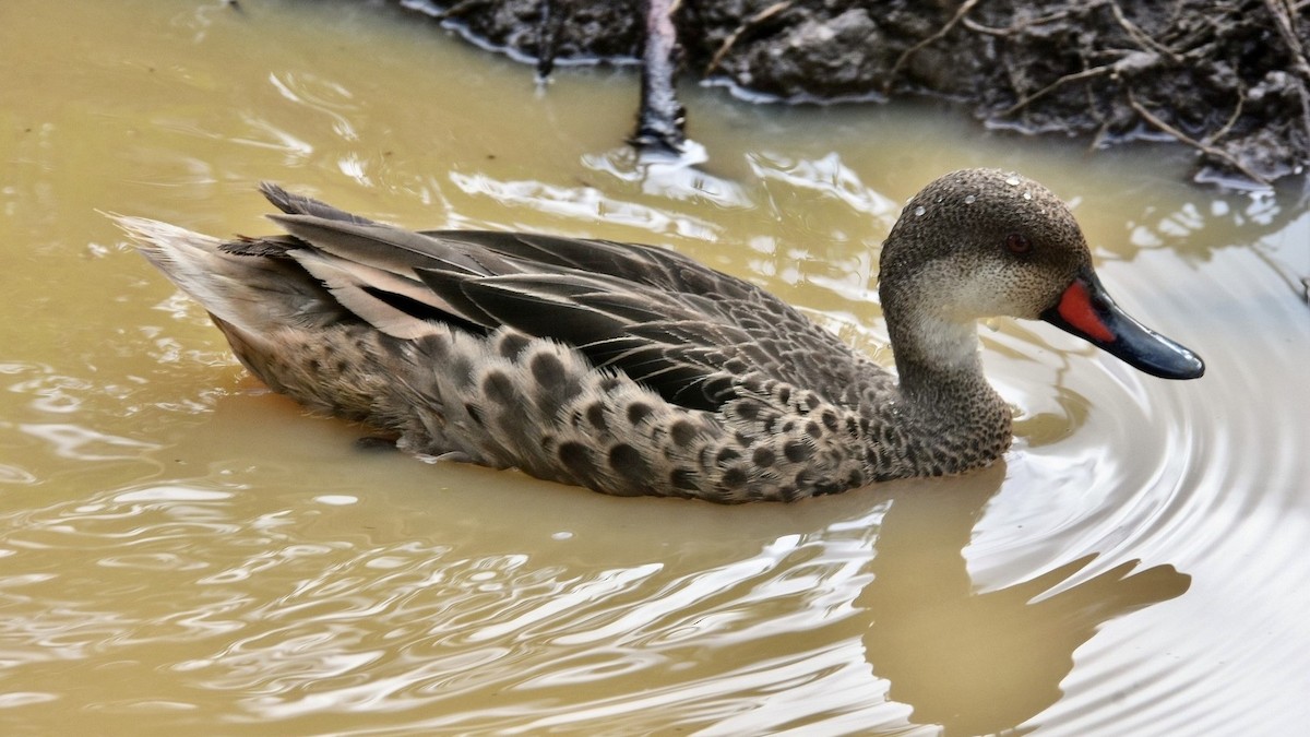 White-cheeked Pintail (Galapagos) - Quentin Brown