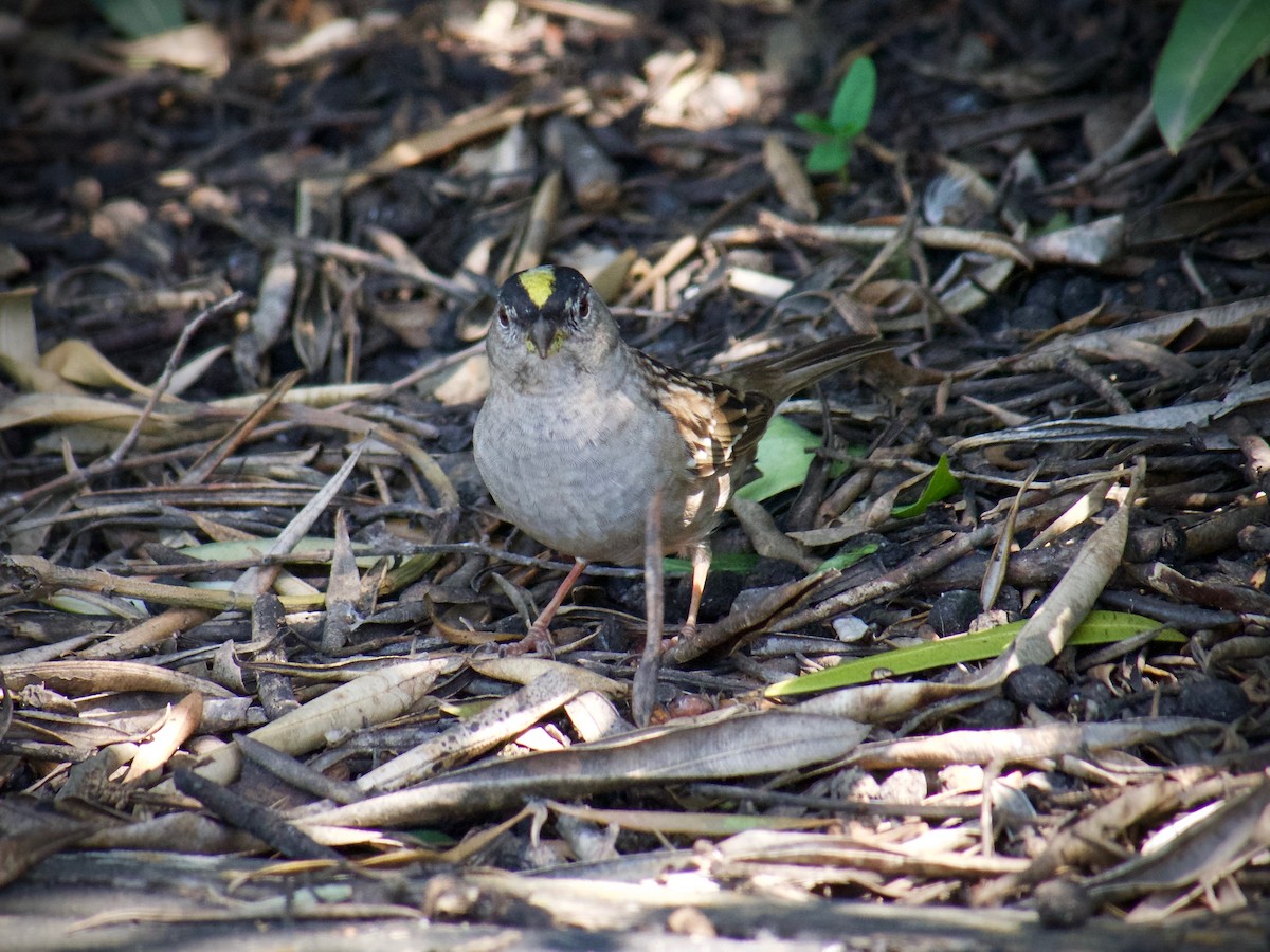 Golden-crowned Sparrow - ML617701199
