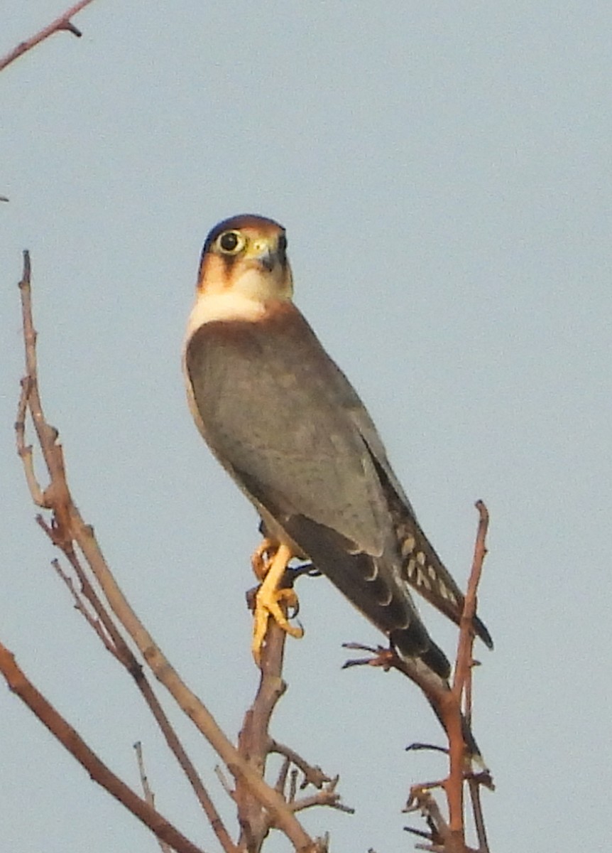Red-necked Falcon - Vishwanath Madoli