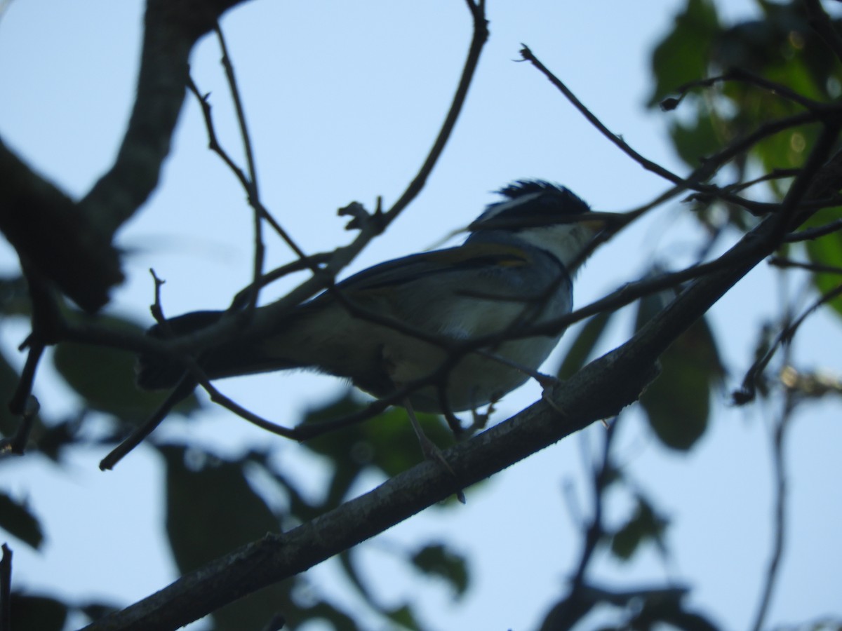 Moss-backed Sparrow - ML617701215