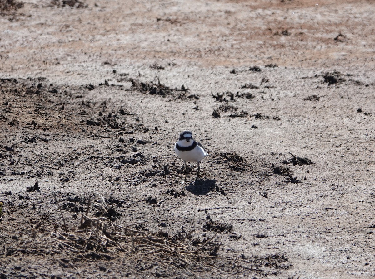 Semipalmated Plover - ML617701228