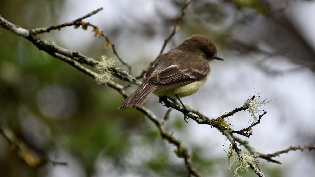 Galapagos Flycatcher - Quentin Brown