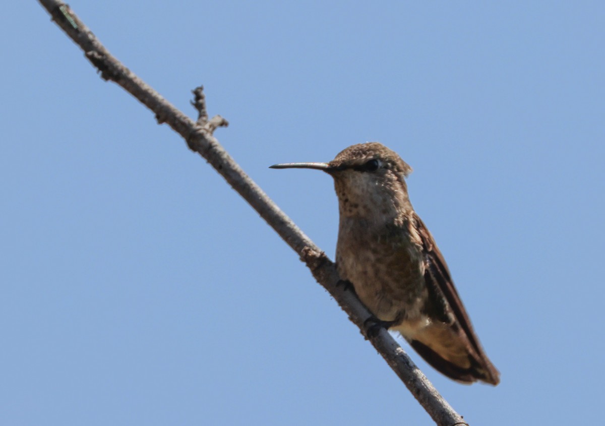 Anna's Hummingbird - ML617701371