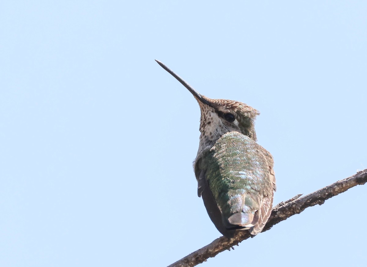 Anna's Hummingbird - ML617701372