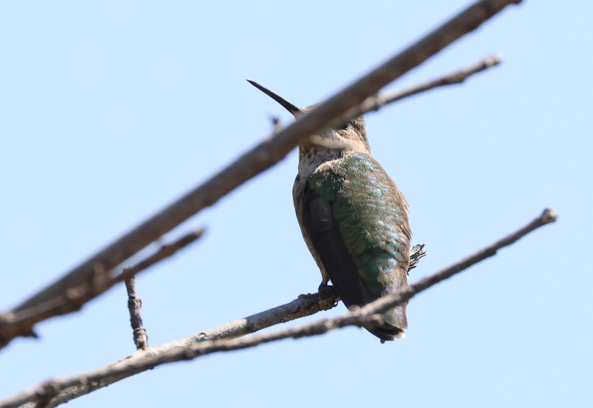 Anna's Hummingbird - ML617701373