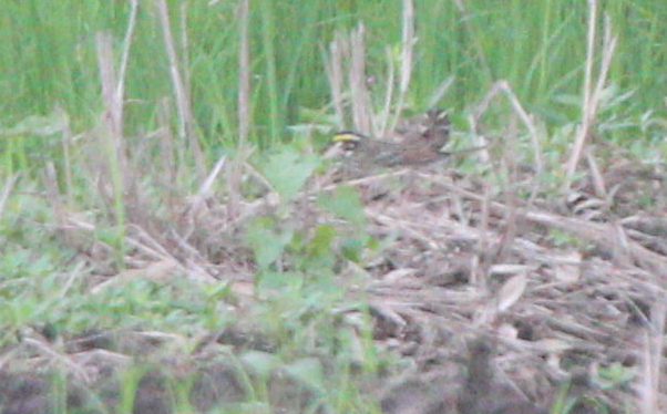 Yellow-browed Bunting - ML617701379