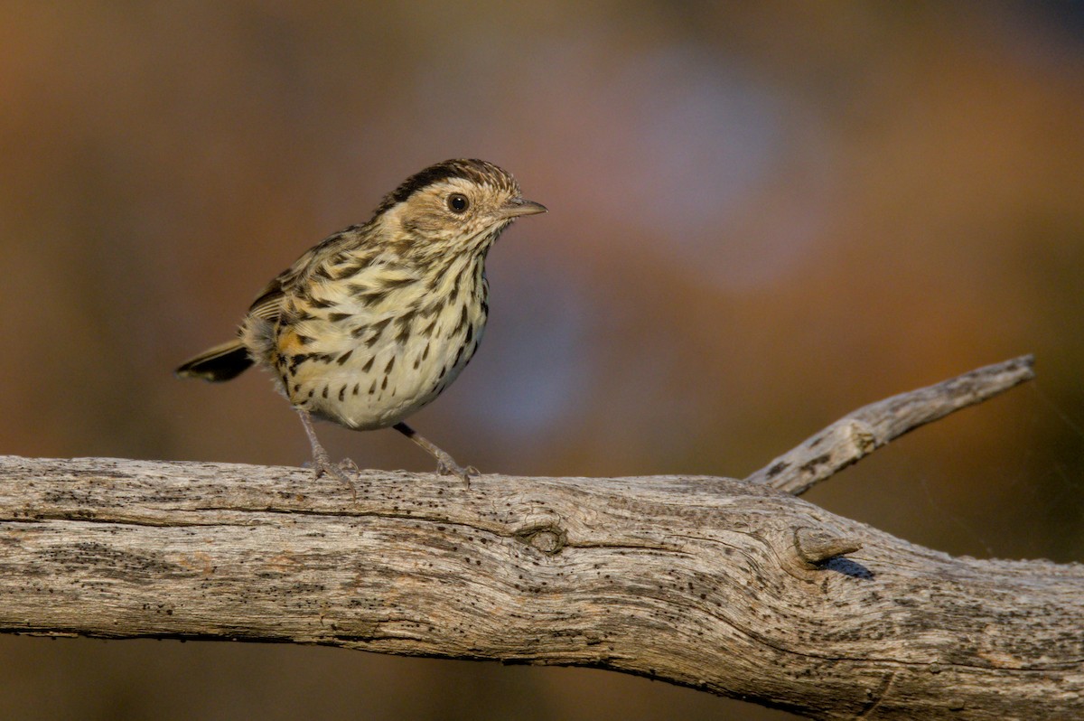 Speckled Warbler - Anonymous