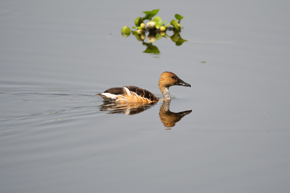 Fulvous Whistling-Duck - ML617701397