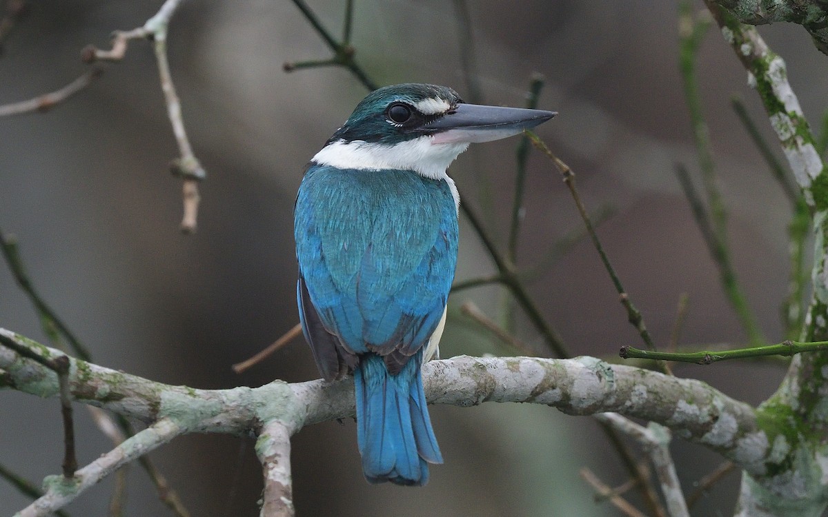 Collared Kingfisher - Bhaskar Mandal