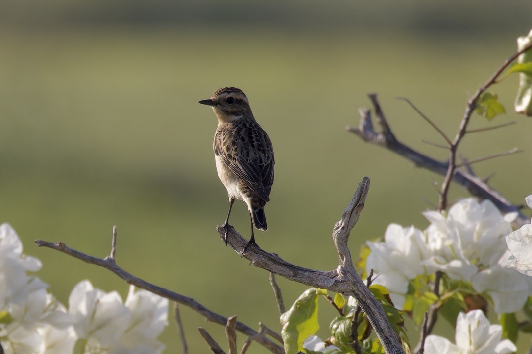 Whinchat - ML617701481