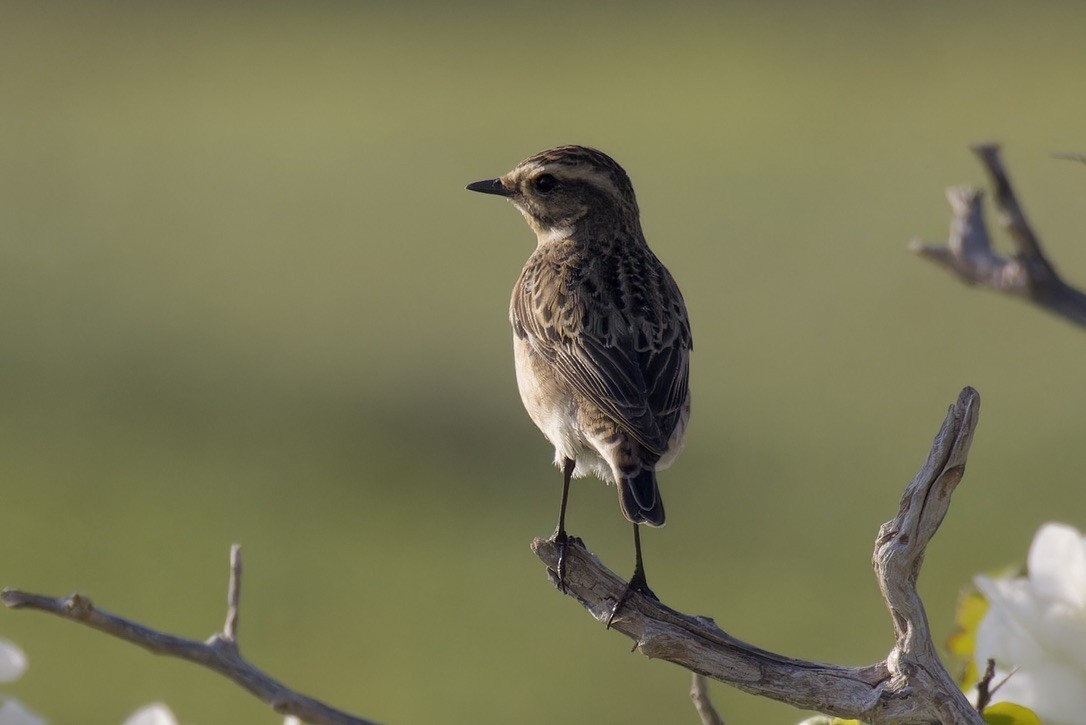 Whinchat - ML617701482