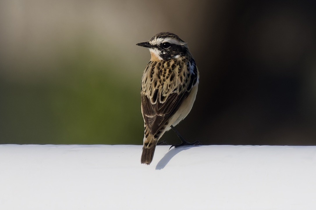 Whinchat - ML617701491