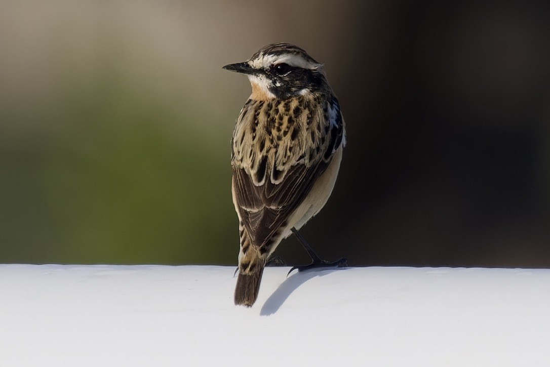 Whinchat - ML617701492