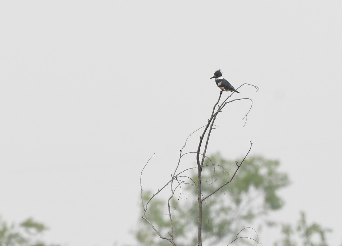 Belted Kingfisher - Caleb P.