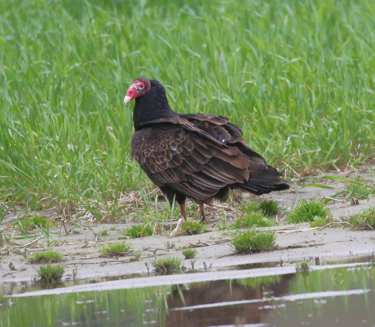 Turkey Vulture - ML617701516