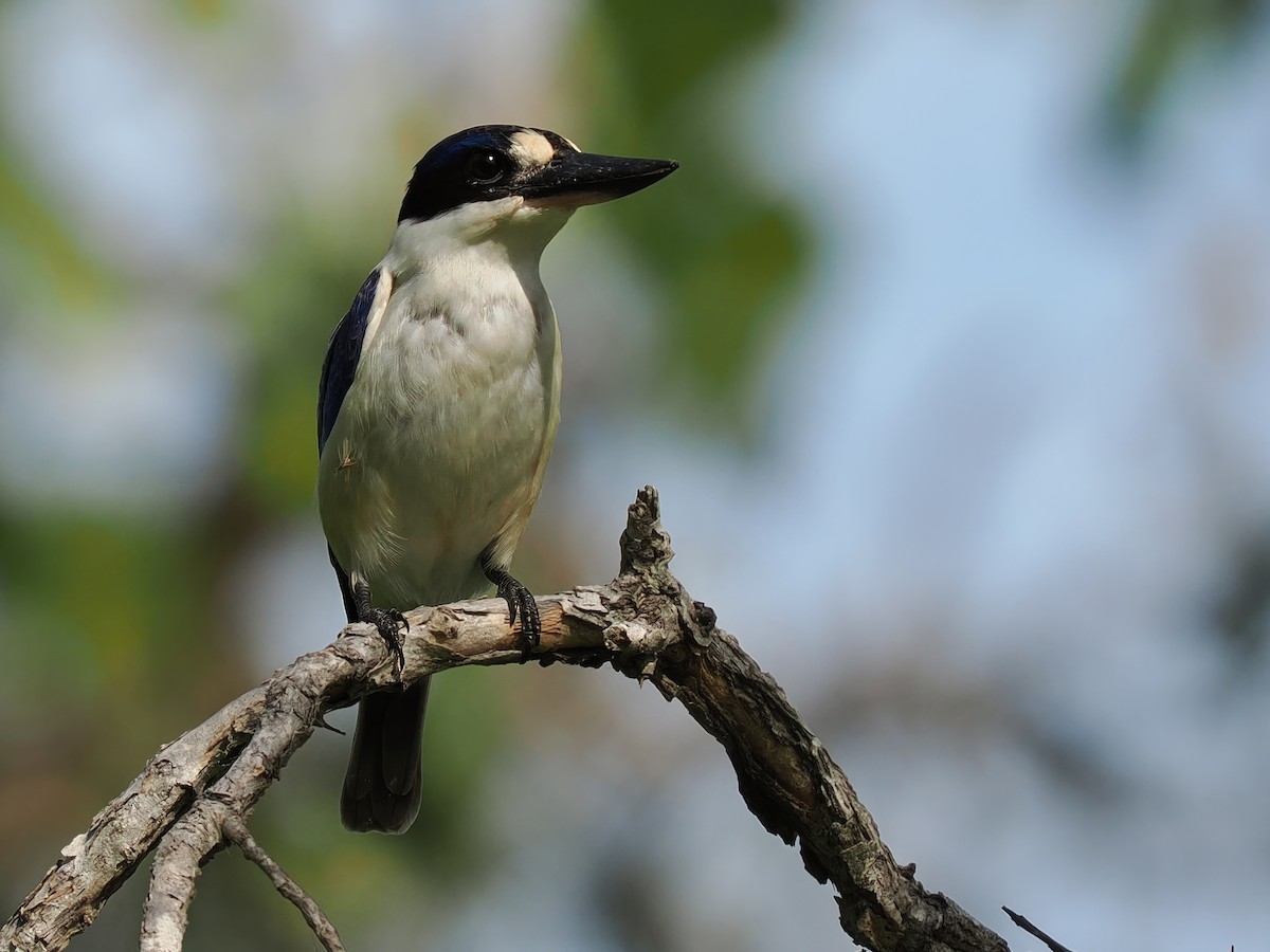 Forest Kingfisher - ML617701520