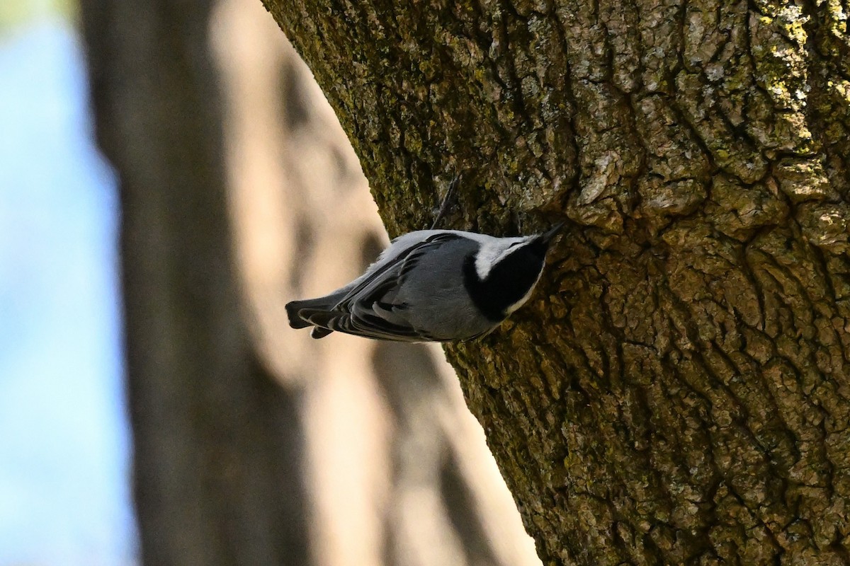 White-breasted Nuthatch - ML617701536