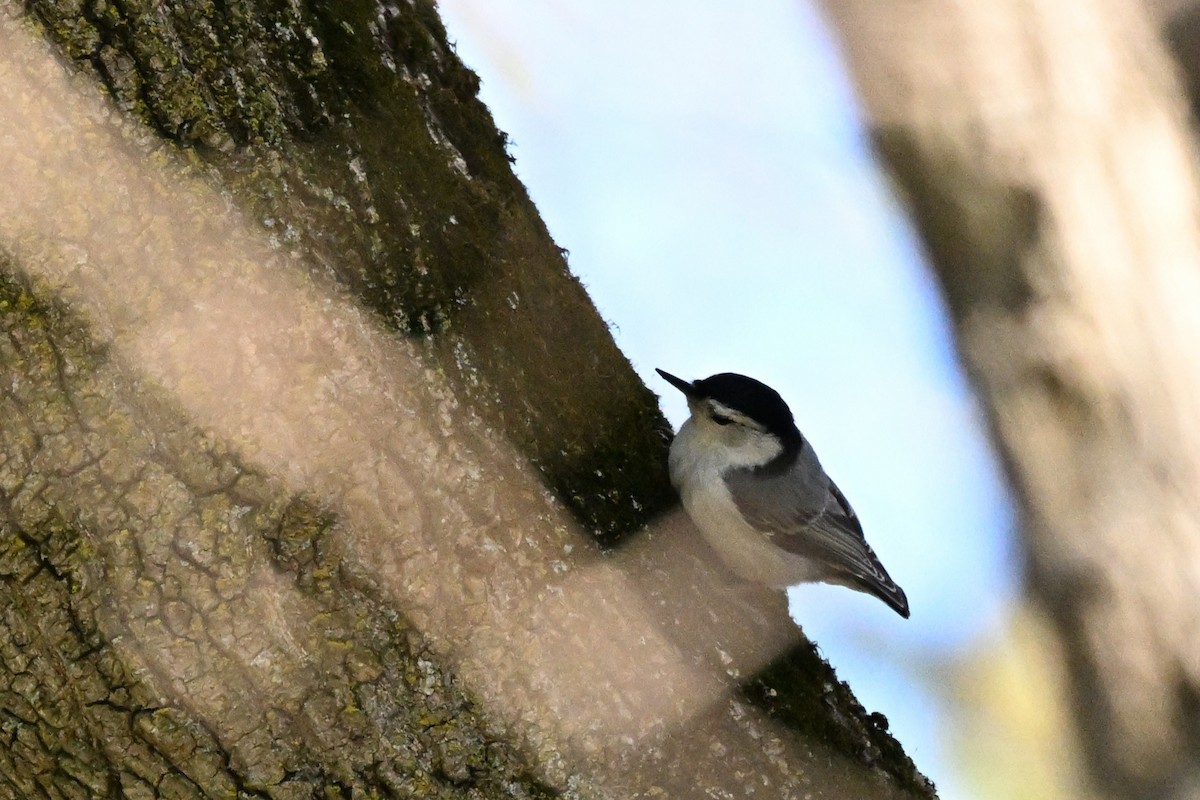 White-breasted Nuthatch - ML617701550