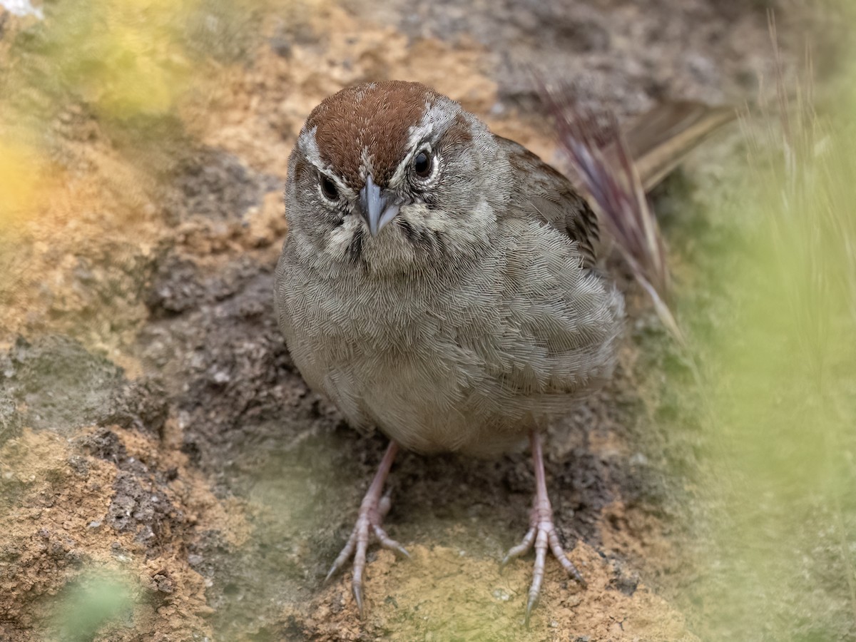 Rufous-crowned Sparrow - ML617701600