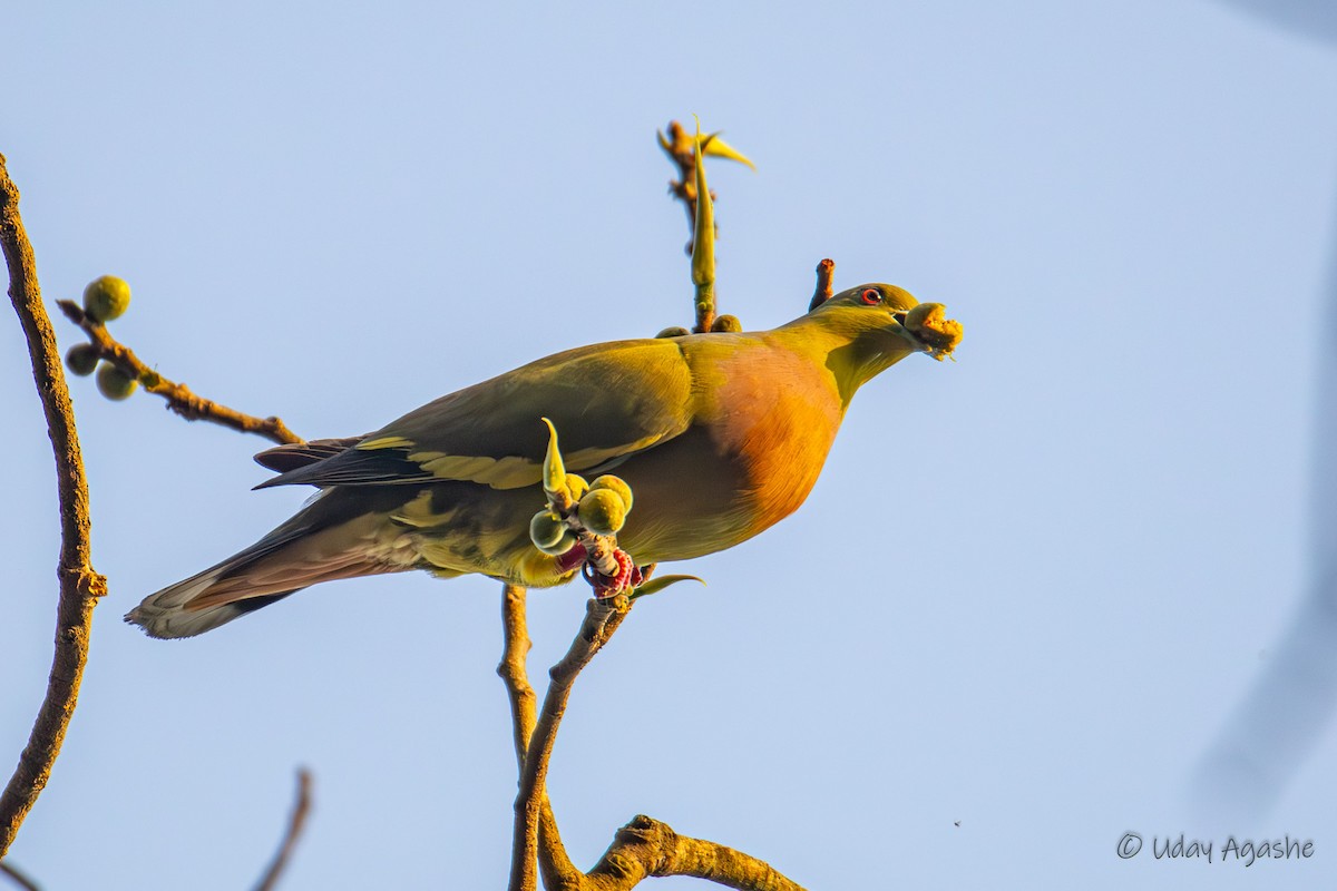 Orange-breasted Green-Pigeon - Uday Agashe