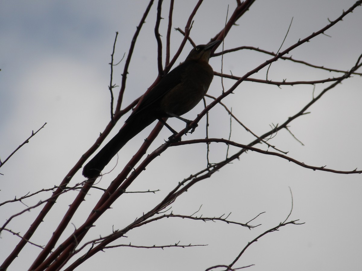 Great-tailed Grackle - ML617701655