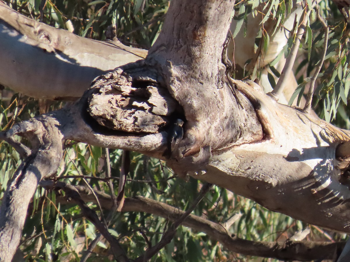 Avustralya Ağaç Kırlangıcı - ML617701666