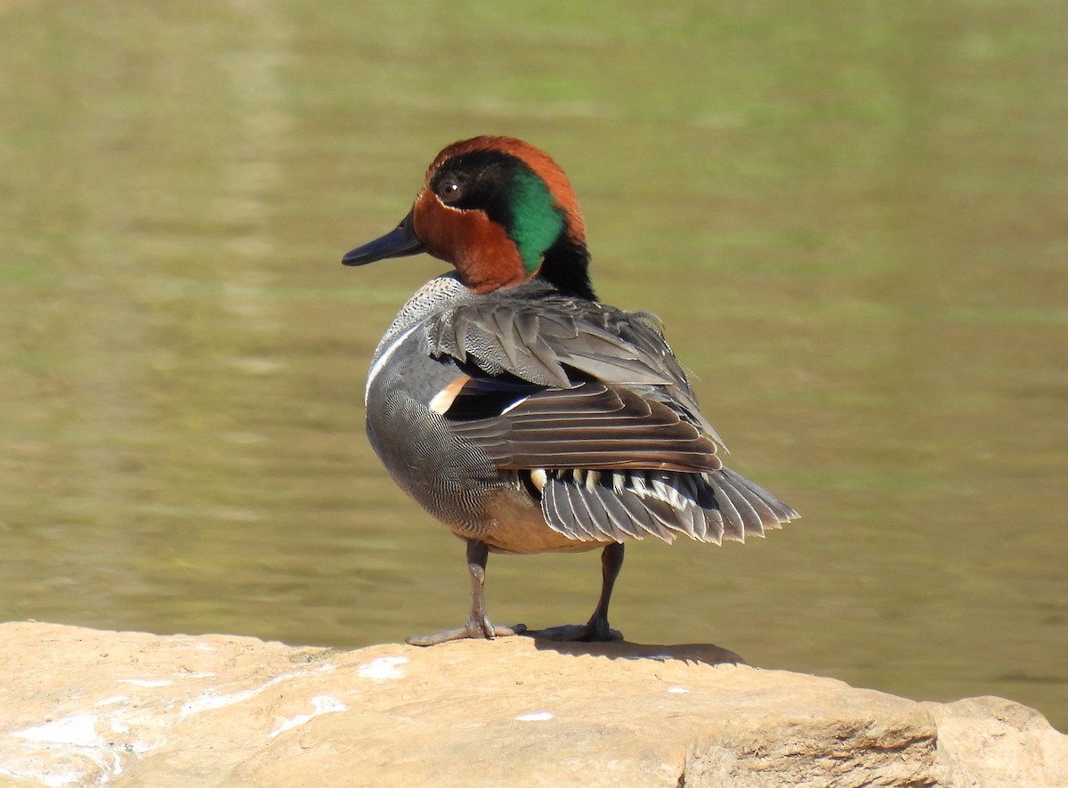 Green-winged Teal - ML617701672