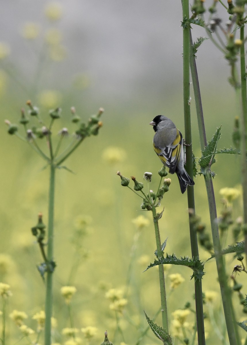 Lawrence's Goldfinch - ML617701725