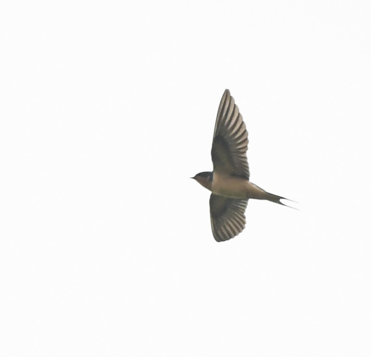 Barn Swallow - ML617701841