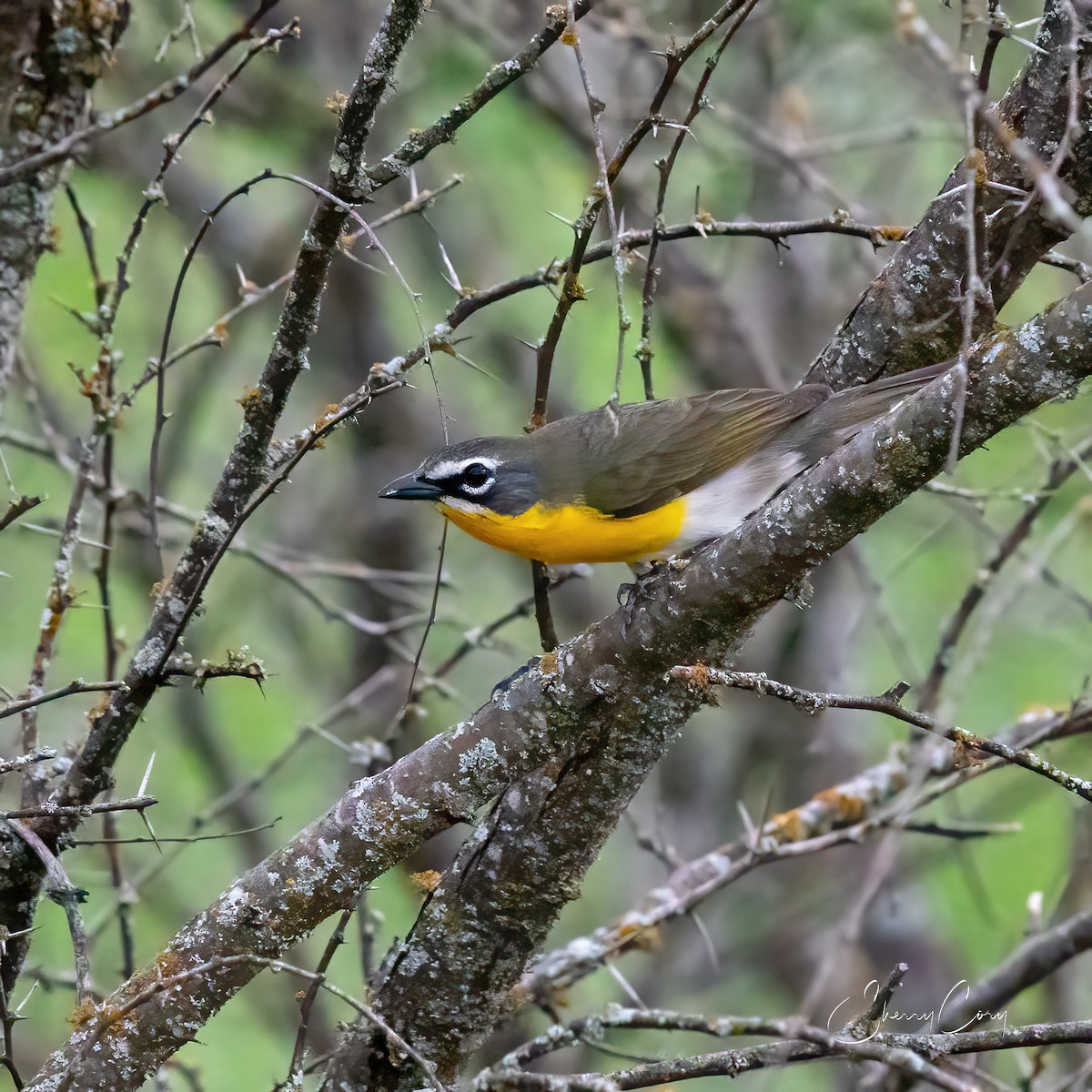 Yellow-breasted Chat - ML617701872