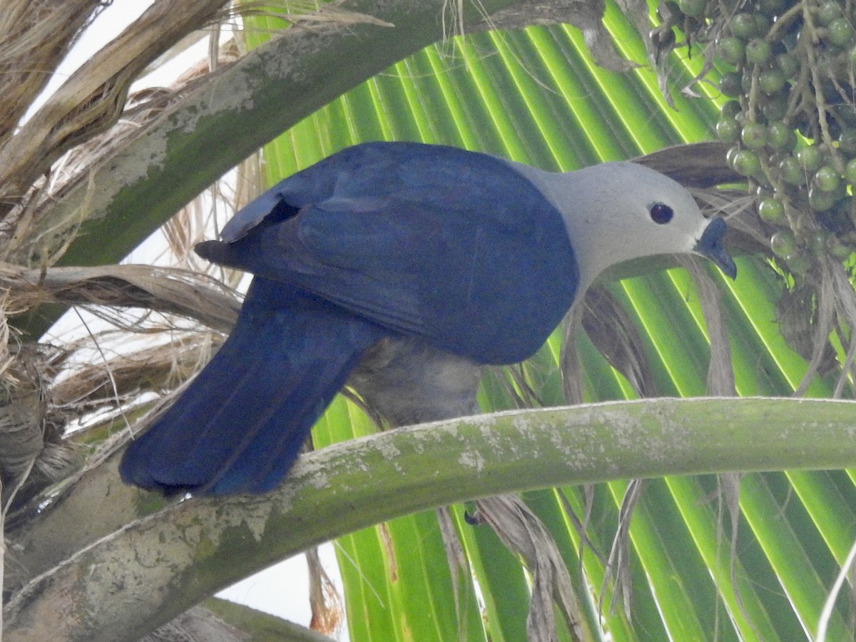 Тихоокеанский плодовый голубь - ML617701887