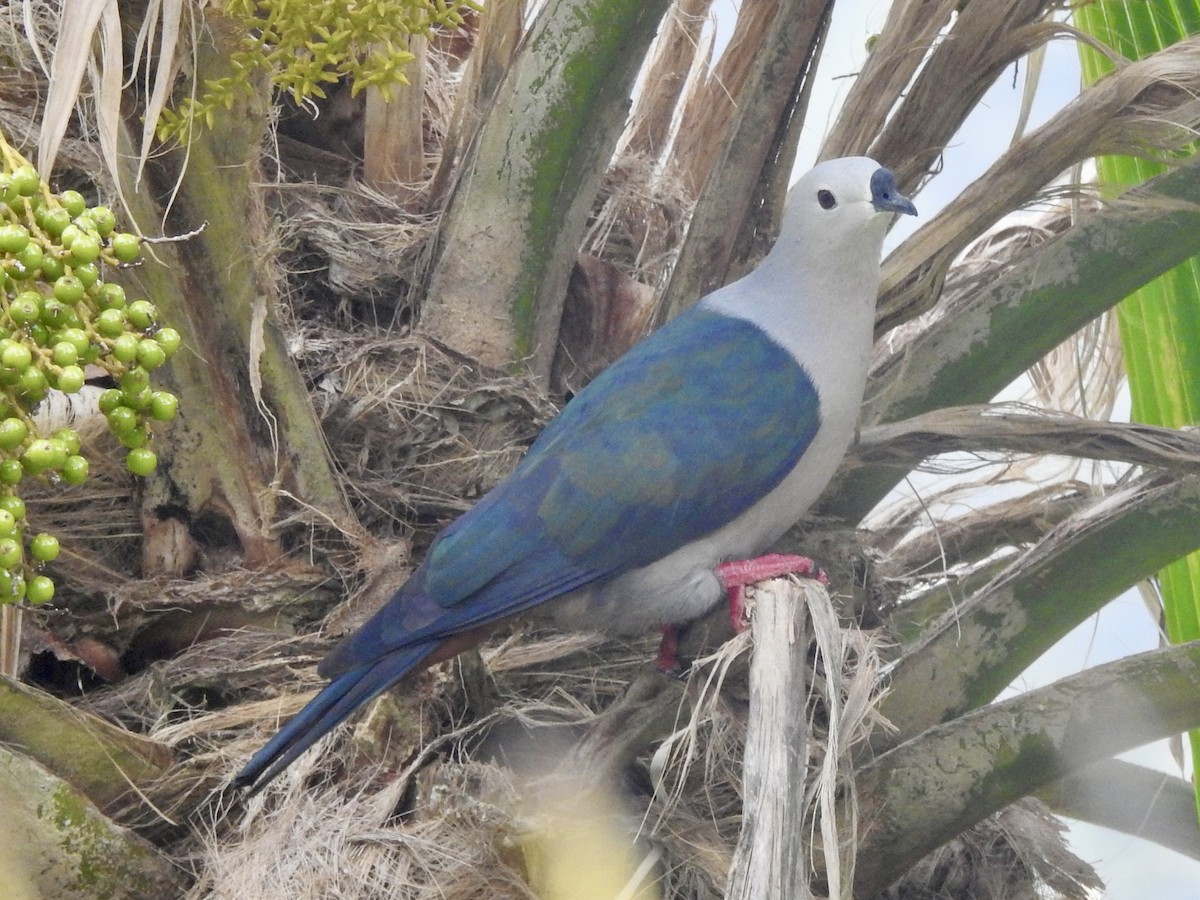 Тихоокеанский плодовый голубь - ML617701888