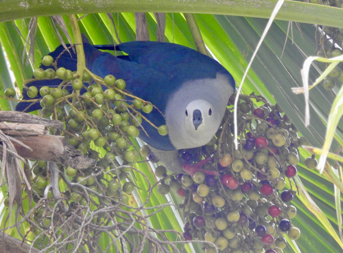 Тихоокеанский плодовый голубь - ML617701889